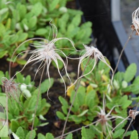 Dryas x suendermannii