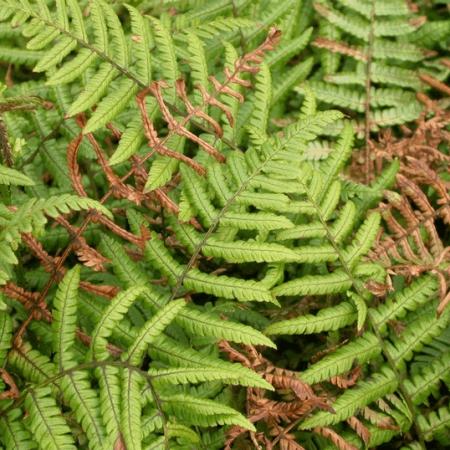 Dryopteris wallichiana