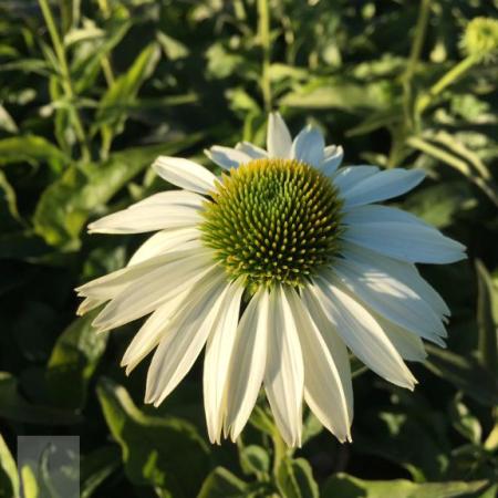 Echinacea purpurea 'Alba'