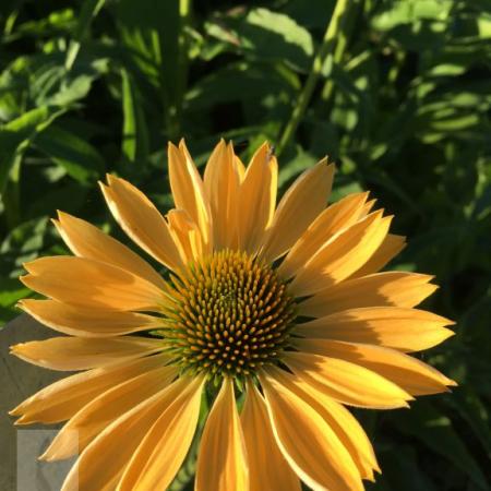 Echinacea purpurea 'Aloha' PBR