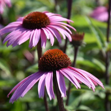 Echinacea purpurea 'Augustkonigin'