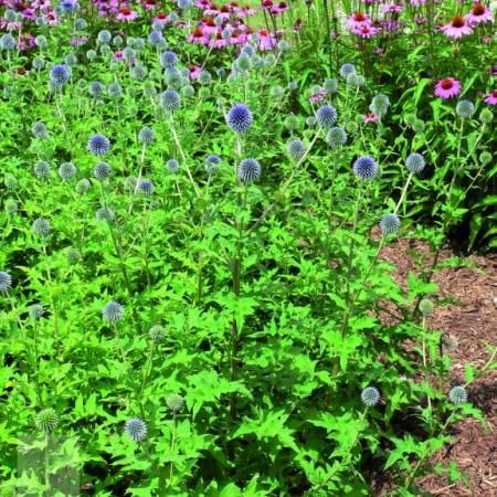 Echinops bannaticus 'Blue Globe'