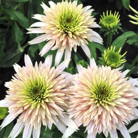 Echinacea purpurea 'Cherry Fluff'