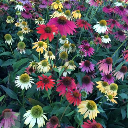 Echinacea purpurea 'Cheyenne Spirit'