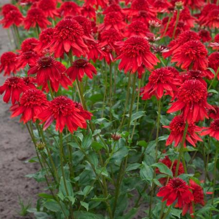 Echinacea purpurea 'Eccentric'