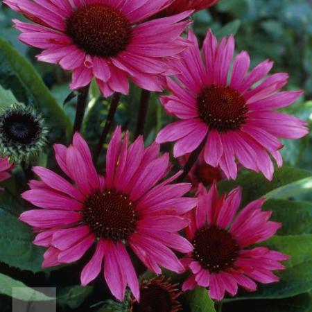 Echinacea purpurea 'Fatal Attraction'