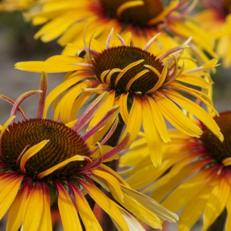 Echinacea purpurea 'Funky Yellow'