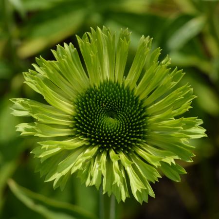 Echinacea purpurea 'Green Jewel'