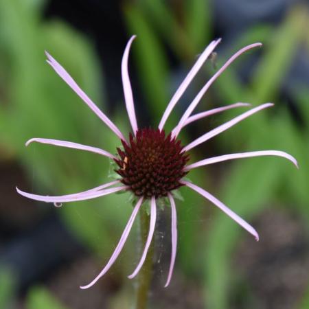 Echinacea pallida