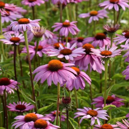 Echinacea purpurea