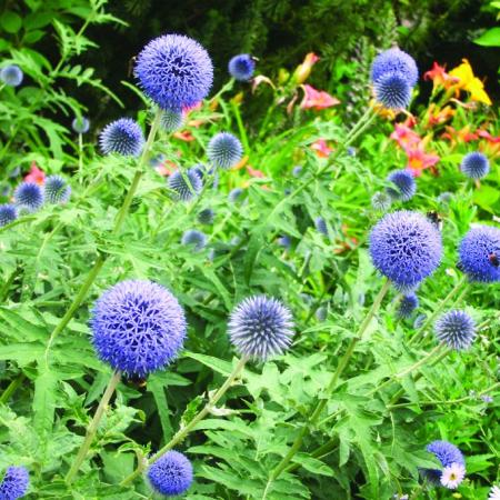 Echinops ritro