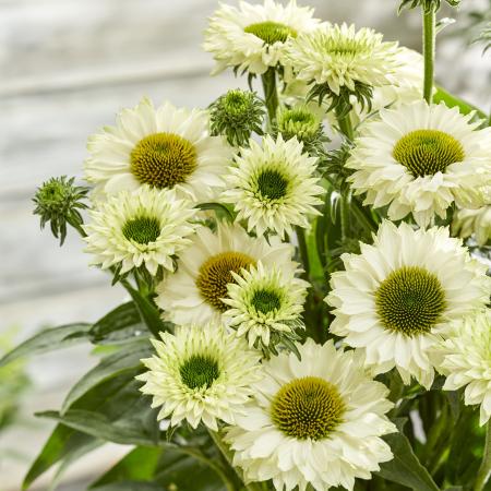 Echinacea purp. purpurea White Perfection'