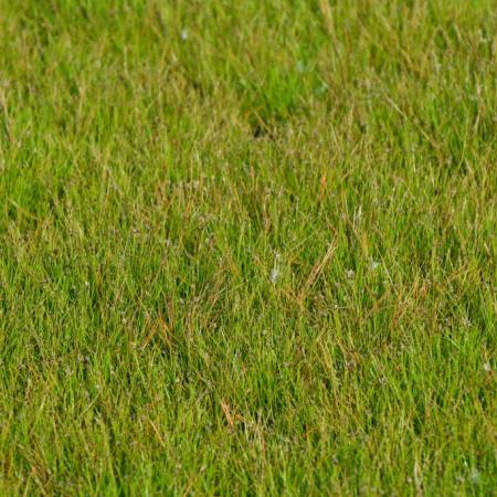 Eleocharis acicularis