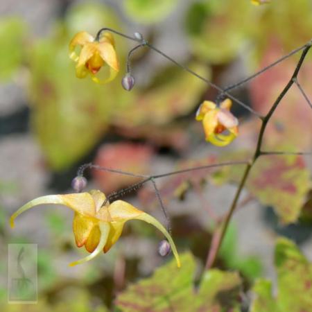 Epimedium hybride 'Amber Queen'