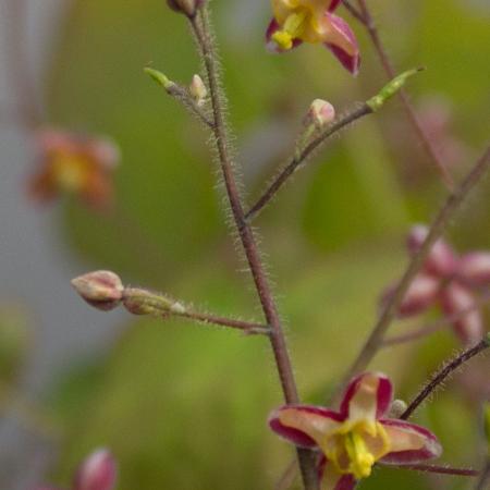 Epimedium cantabrigiense