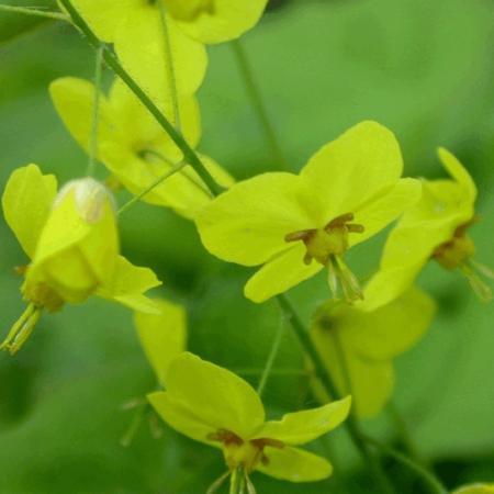 Epimedium pinnatum ssp colchicum