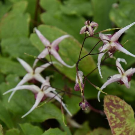 Epimedium hybride 'Domino'