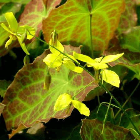 Epimedium perralchicum 'Frohnleiten'