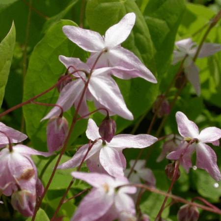 Epimedium grandiflorum 'Lilafee'