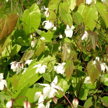 Epimedium youngianum 'Niveum'