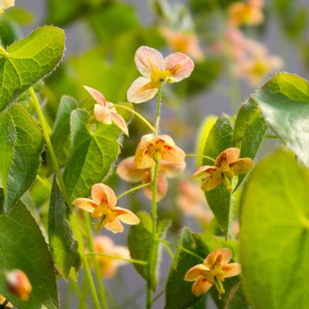 Epimedium pubigerum 'Orangekonigin'