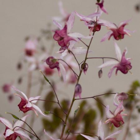 Epimedium hybride 'Pink Elf'