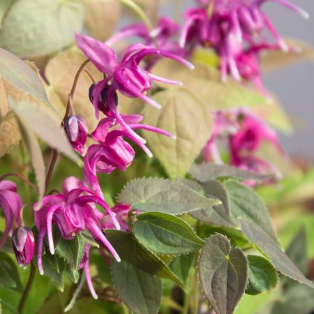 Epimedium grandiflorum 'Rose Queen'