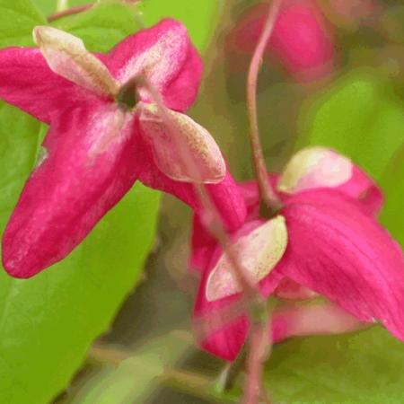 Epimedium rubrum