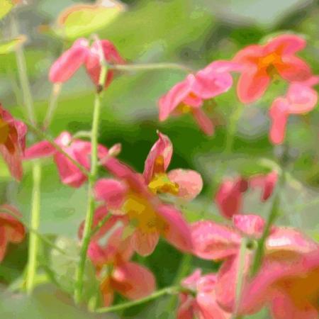 Epimedium warleyense