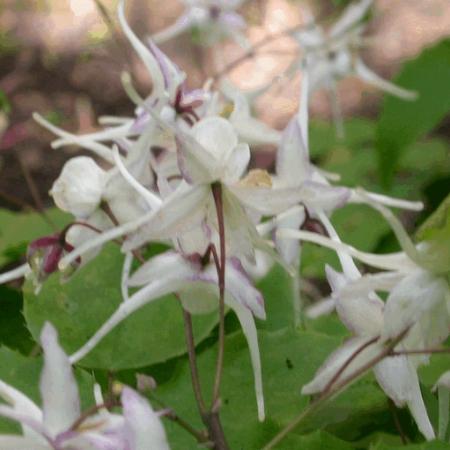 Epimedium grandiflorum 'White Queen'