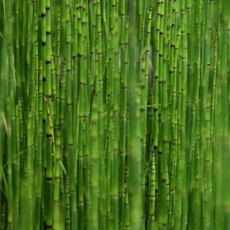 Equisetum japonicum