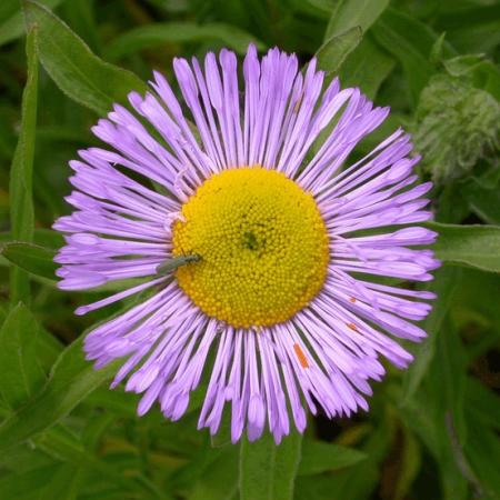 Erigeron 'Azure Beauty'