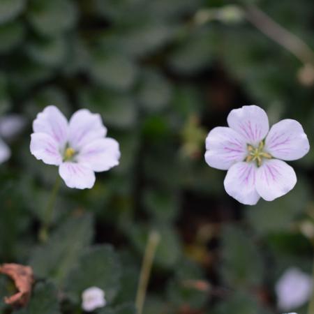 Erodium reichardii 'Album'