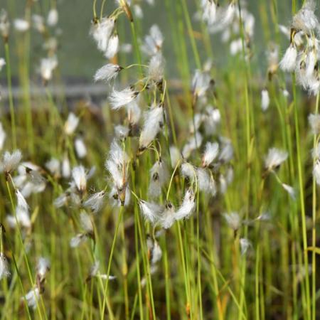 Eriophorum angustifolium