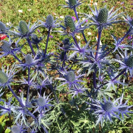 Eryngium zabelii 'Big Blue'