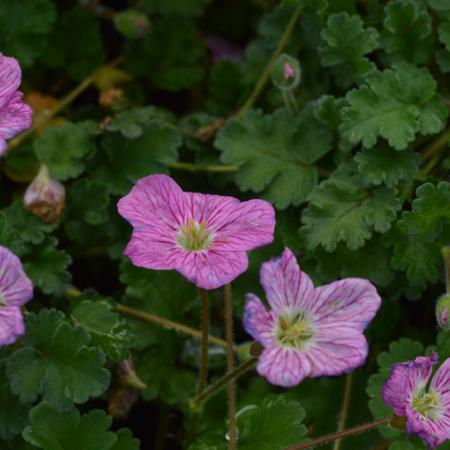 Erodium variabile 'Bishops Form'