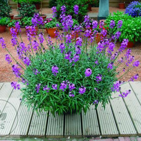 Erysimum 'Bowles Mauve'