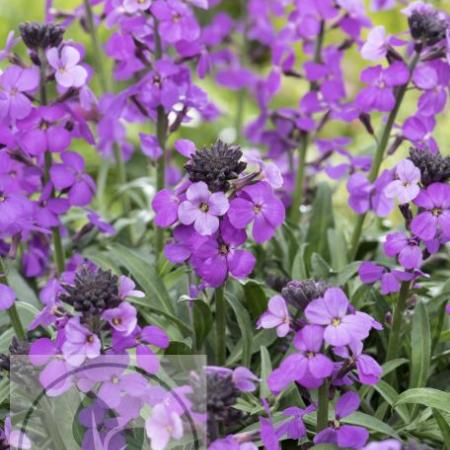 Erysimum 'Bowles Mauve'