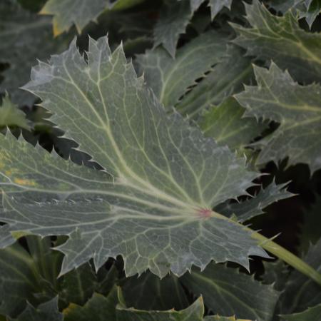 Eryngium bourgatii