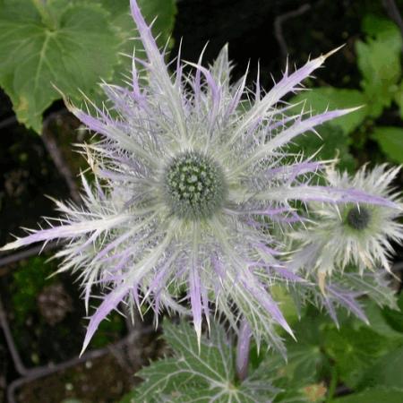 Eryngium alpinum 'Blue Star'