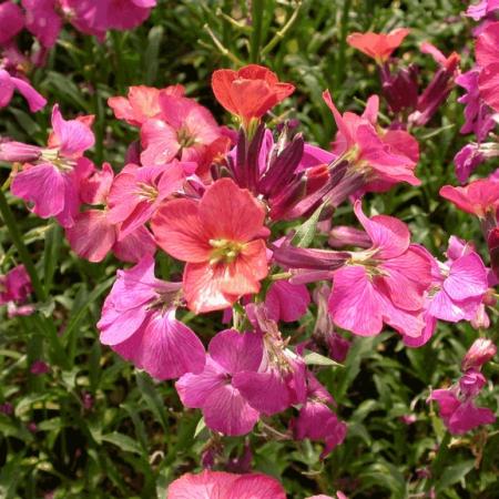 Erysimum 'Constant Cheer'