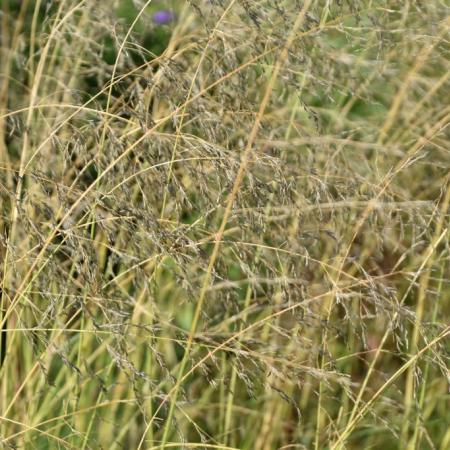 Eragrostis curvula