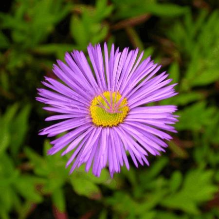 Erigeron 'Dunkelste Aller'