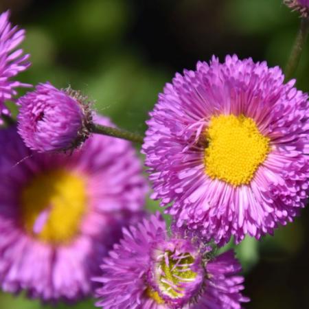 Erigeron 'Foerster's Liebling'