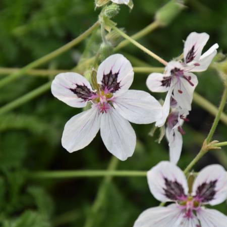 Erodium guttatum