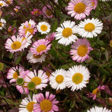 Erigeron karvinskianus