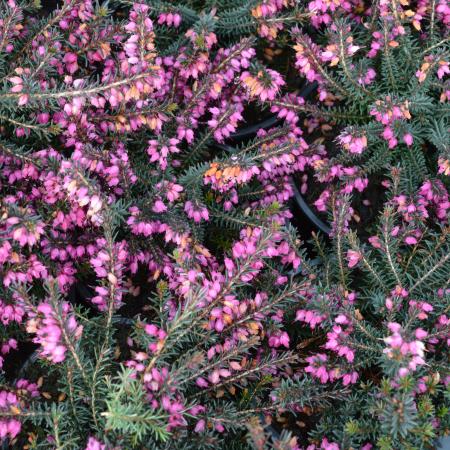 Erica darleyensis 'Kramer's Rote'