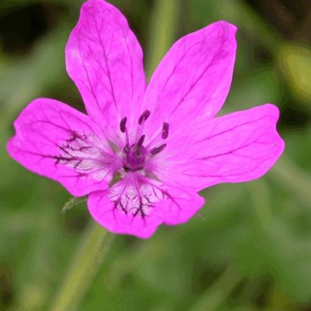 Erodium manescavii