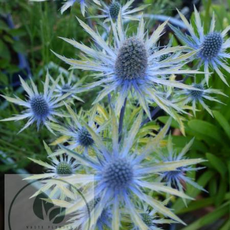 Eryngium zebelli 'Neptune's Gold'