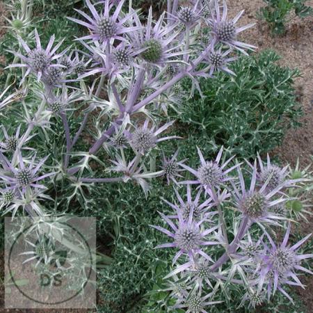 Eryngium bourgatii 'Pen Blue'